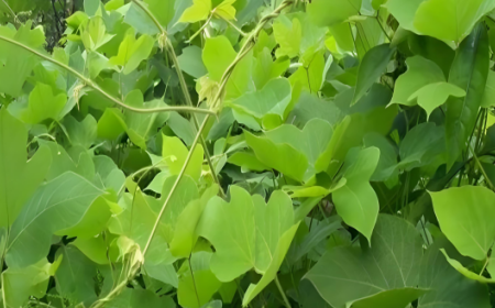深山葛根致少年：深根细作必光芒